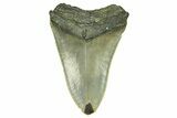 Serrated, Fossil Megalodon Tooth - North Carolina #294509-1